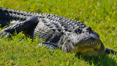 Authorities investigating death involving alligator