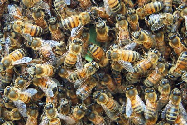 Man dies after he was attacked by swarm of bees outside of his house
