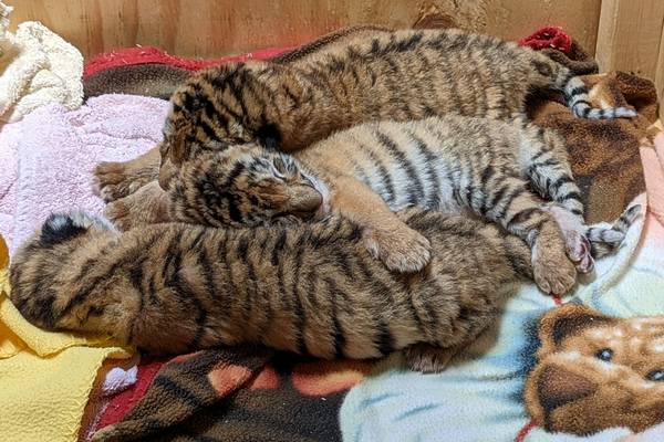 Oh, baby! Indianapolis Zoo welcomes tiger triplets