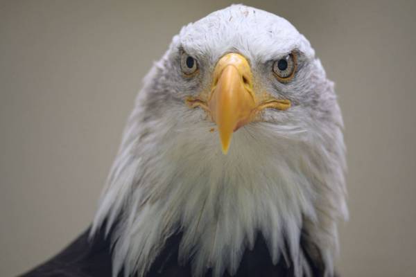 Bald eagle crashes into front window of Pennsylvania home