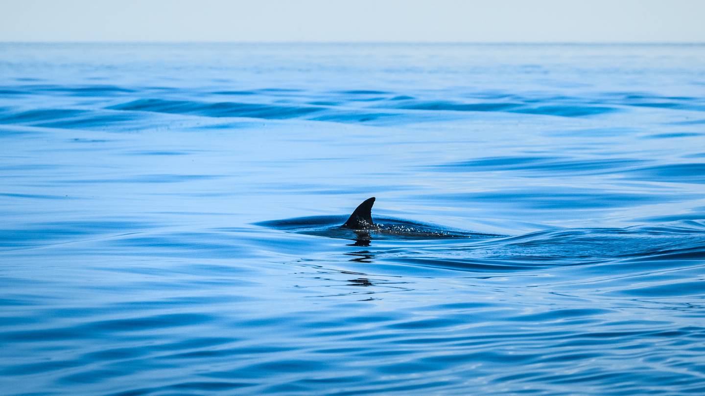 Cocaine sharks Sharpnose sharks caught near Rio show ‘chronic exposure