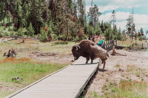 Second visitor in three days gored by bison at Yellowstone National Park