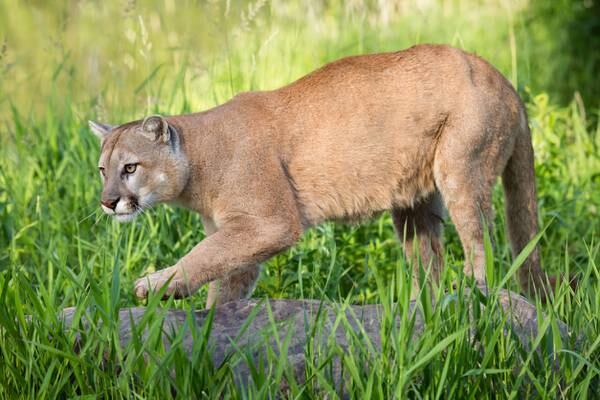 ‘I thought it was friendly’: Two kids and their dog fend off mountain lion cub in Utah