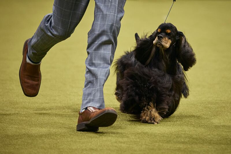 Westminster Kennel Club