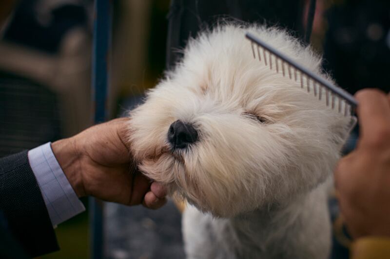 Westminster Kennel Club