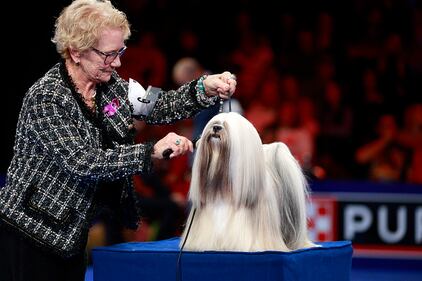 National Dog Show