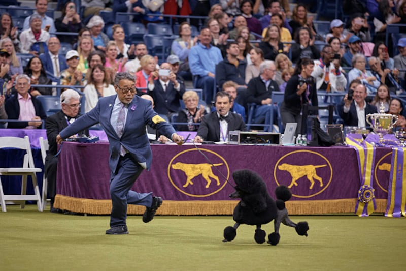 Westminster Kennel Club